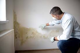 Best Black Mold Removal in Mount Vernon, AL